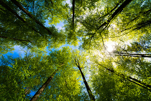 Leasing d'occasion et impact environnemental